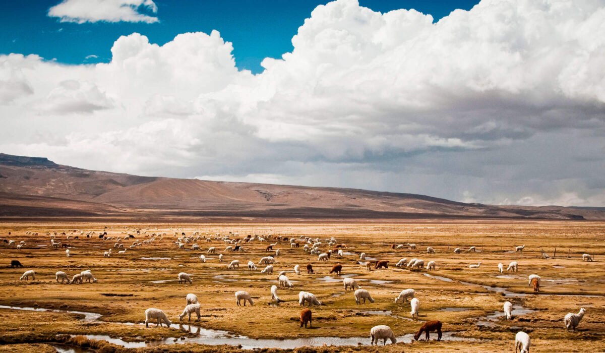 Cañón del Colca Tours Arequipa 4D/3N