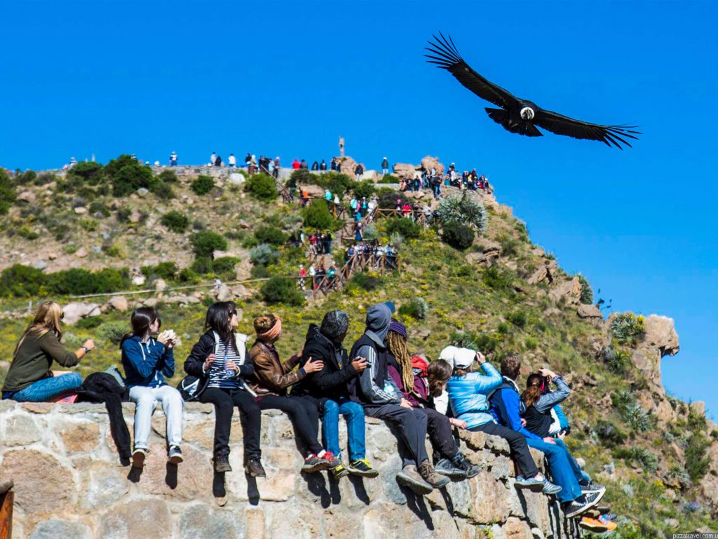 Colca Canyon Guide: Condors, Depth, Tickets and Altitude from Arequipa 1 An Andean condor flies over the Cruz del Cóndor viewpoint while visitors watch from the stone wall