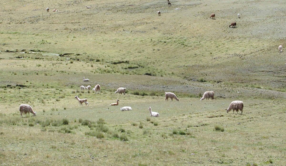 Trek Huchuy Qosqo 2 Días / 1 Noche