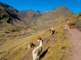 Caminata a Lares & Camino Inca Corto a Machu Picchu 6 Días