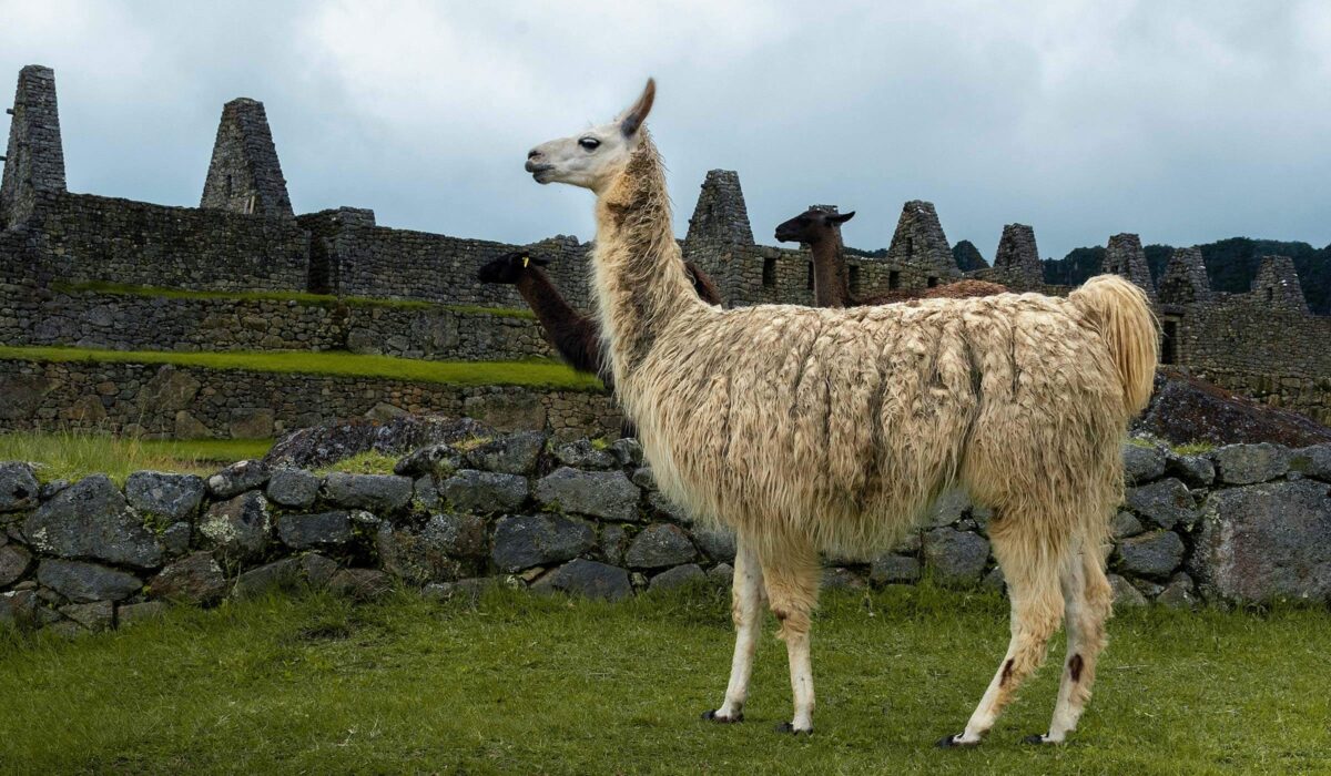 Camino Salkantay a Machu Picchu 4 Días / 3 Noches en tiendas