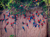 Puerto Maldonado-Tambopata-Collpa de Guacamayos 5D/4N