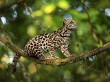 Tour a la Zona Reservada del Manu 7 Dias