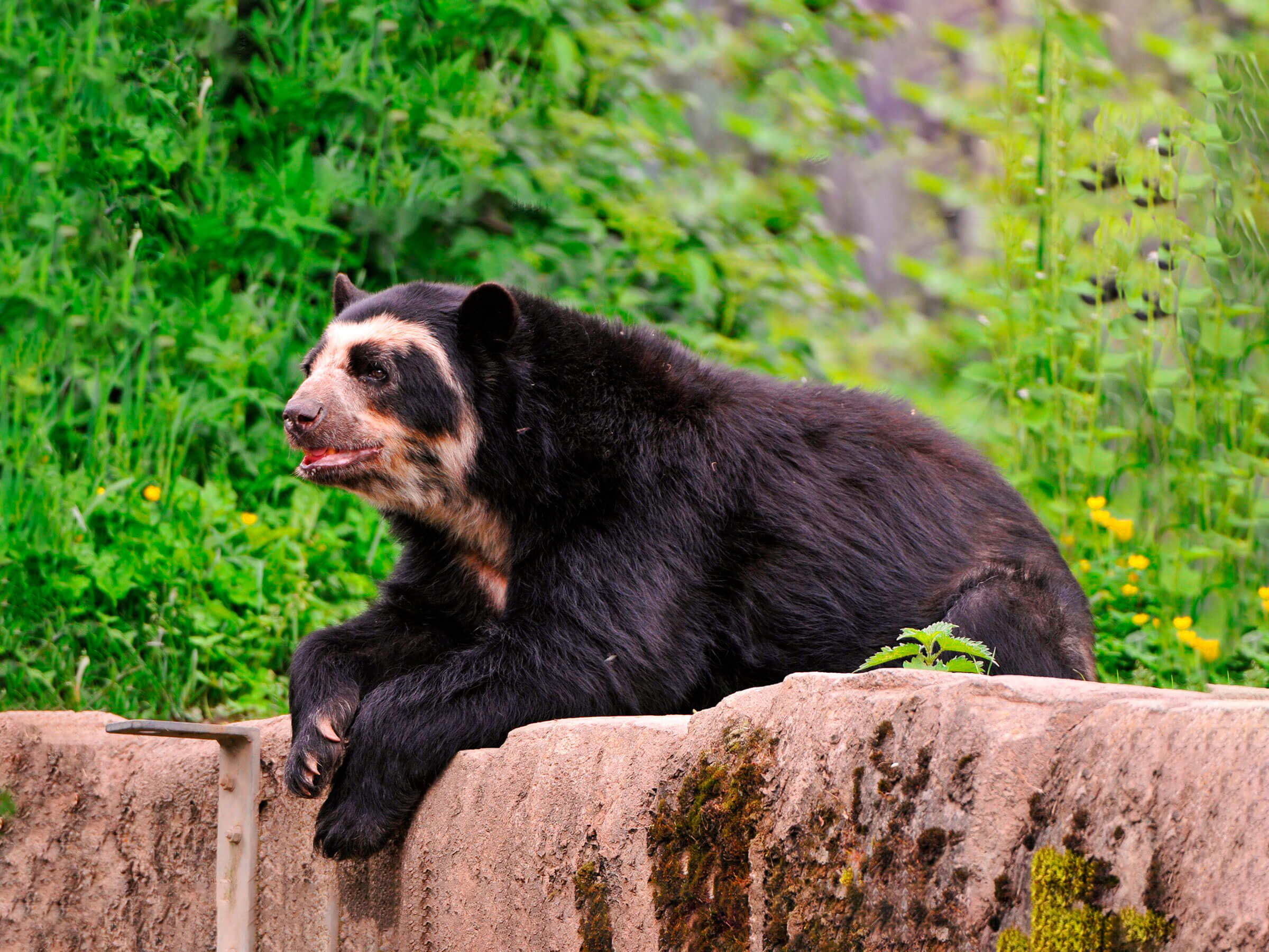 Manu National Park tour 3 days from Cuzco
