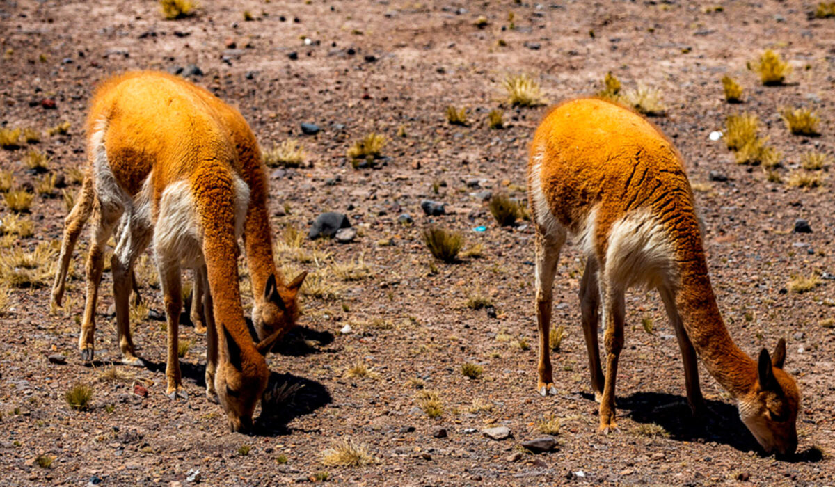 Cañón del Colca Tours Arequipa 4D/3N