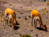 Cañón del Colca Tours Arequipa 4D/3N