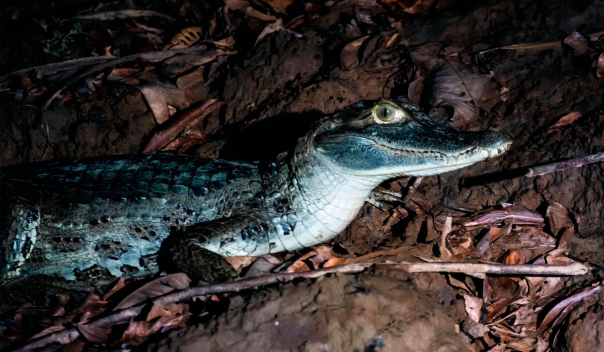 Puerto Maldonado-Tambopata-Collpa de Guacamayos 5D/4N
