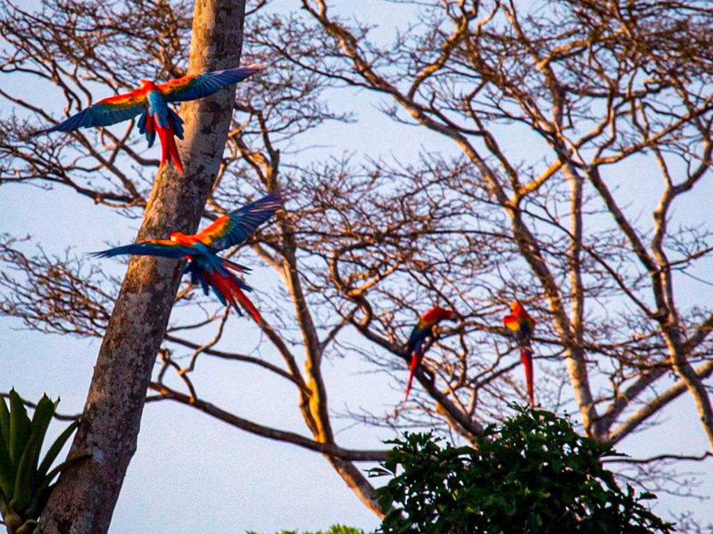 Scarlet macaws flying and perching in bare trees at dawn in Tambopata