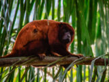 Puerto Maldonado-Tambopata-Collpa de Guacamayos 5D/4N