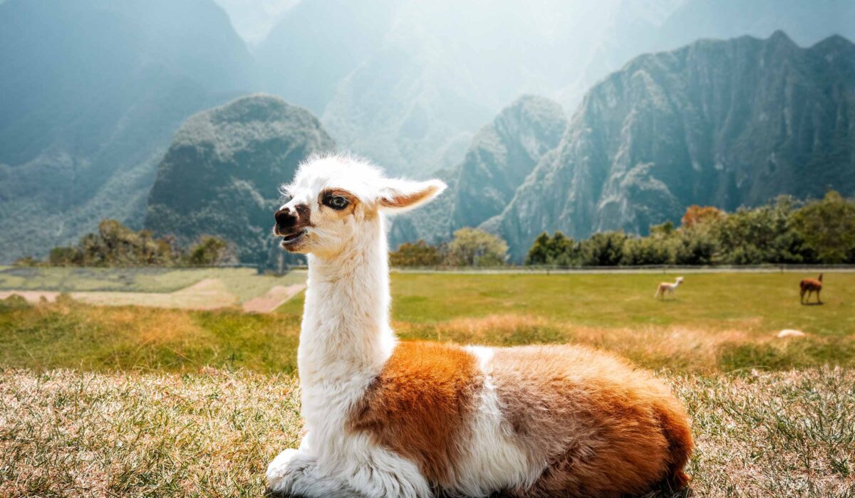 Challenge Salkantay To Machu Picchu 3 Days / 2 Nights
