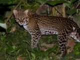 Expedicion a la Selva del Manu 3 Días / 2 Noches