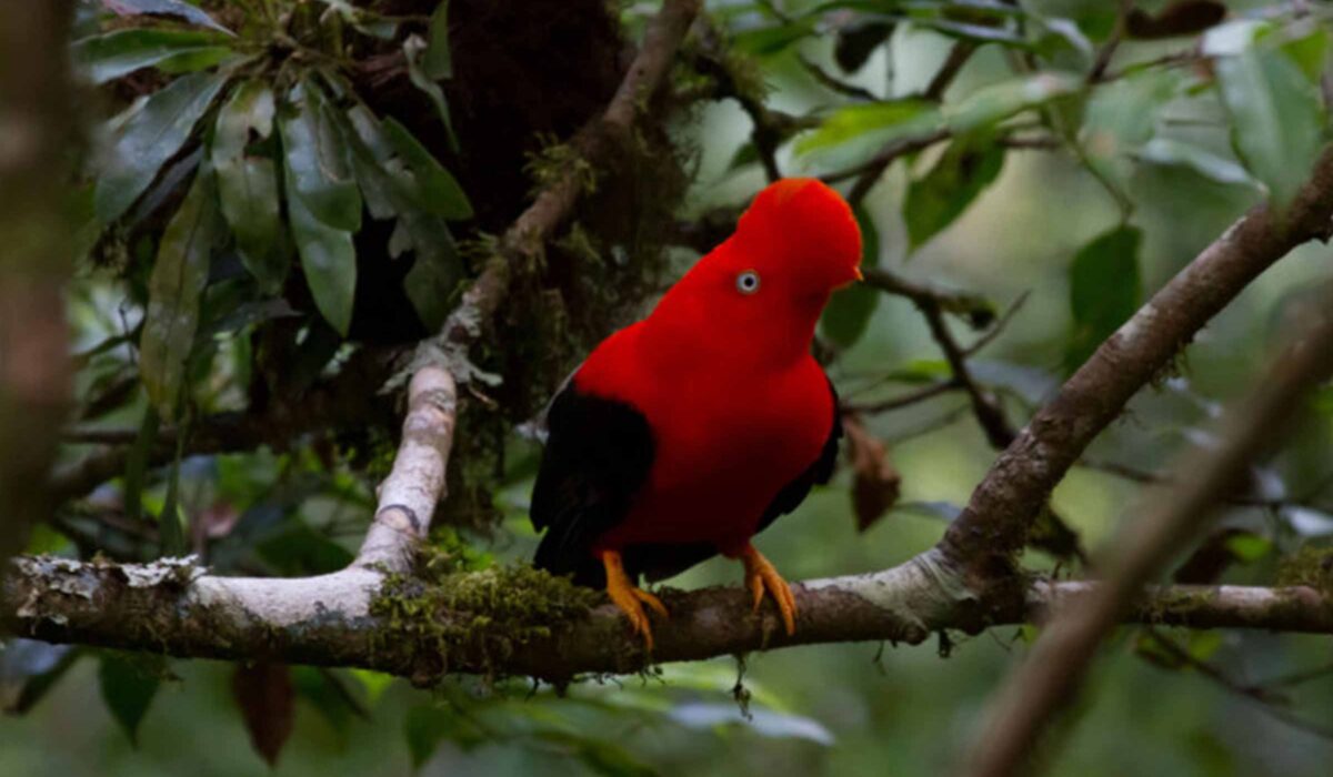 Expedicion a la Selva del Manu 3 Días / 2 Noches