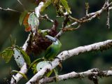 Expedicion a la Selva del Manu 3 Días / 2 Noches