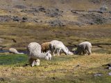 Ausangate Trek y Sibinacocha 6 Días/ 5 Noches