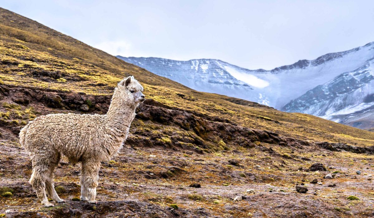 Ausangate Trek y Sibinacocha 6 Días/ 5 Noches