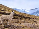 Ausangate Trek y Sibinacocha 6 Días/ 5 Noches