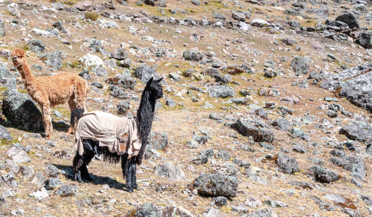 Ausangate Trek 5 Días/ 4 Noches