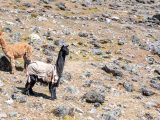 Ausangate Trek 5 Días/ 4 Noches
