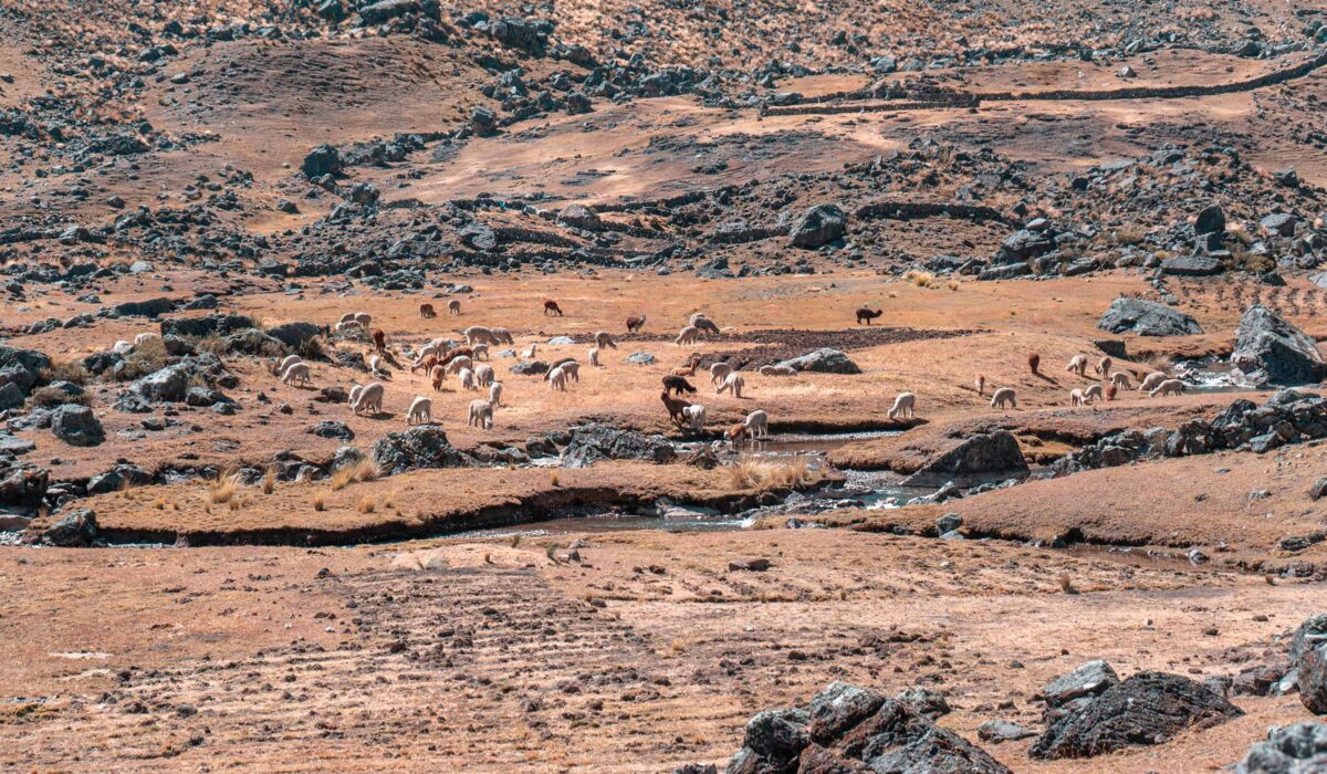 Ausangate Trek 5 Días/ 4 Noches