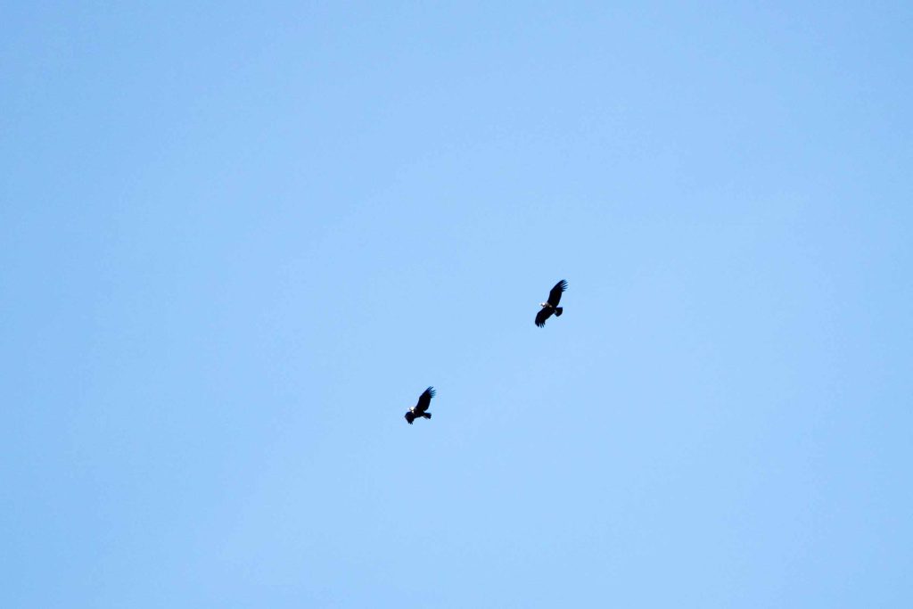 Flight of the Condor Cusco Apurimac Canyon Full Day – 1
