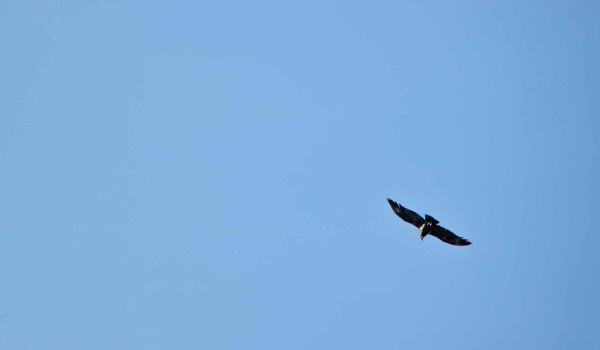 Vuelo del Cóndor Cañón Cusco Apurímac Día Completo