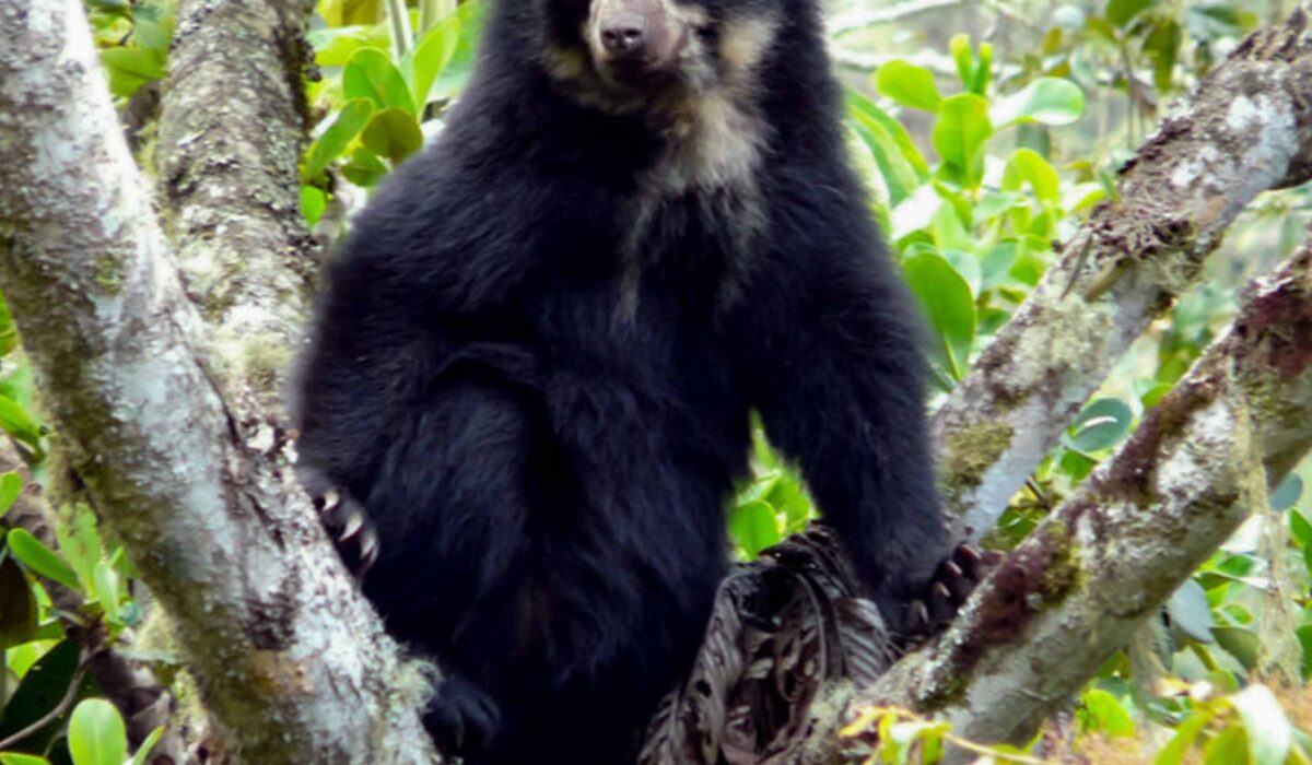 Tour a la Selva del Manu  4 Días/ 3 Noches