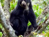 Tour a la Selva del Manu  4 Días/ 3 Noches
