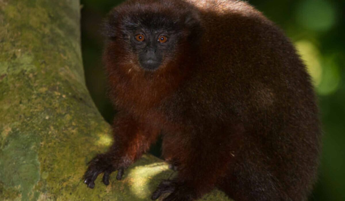 Tour a la Selva del Manu  4 Días/ 3 Noches
