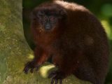 Tour a la Selva del Manu  4 Días/ 3 Noches