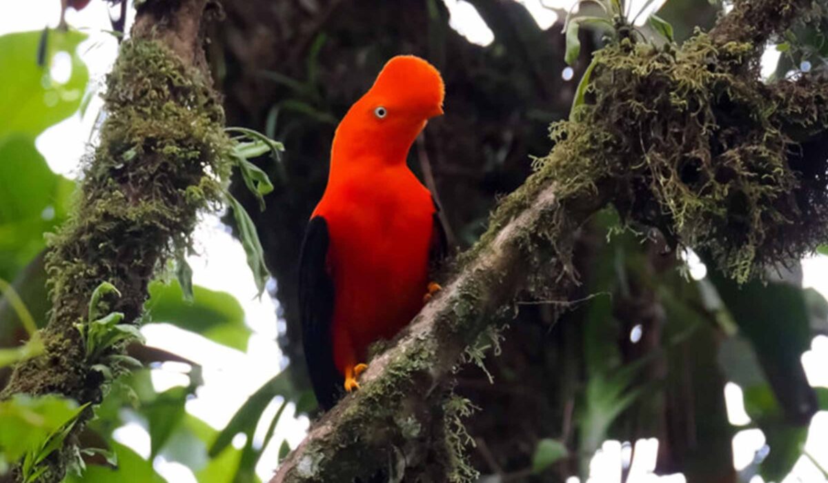 Tour a la Selva del Manu  4 Días/ 3 Noches
