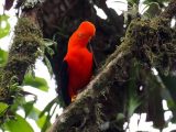 Tour a la Selva del Manu  4 Días/ 3 Noches
