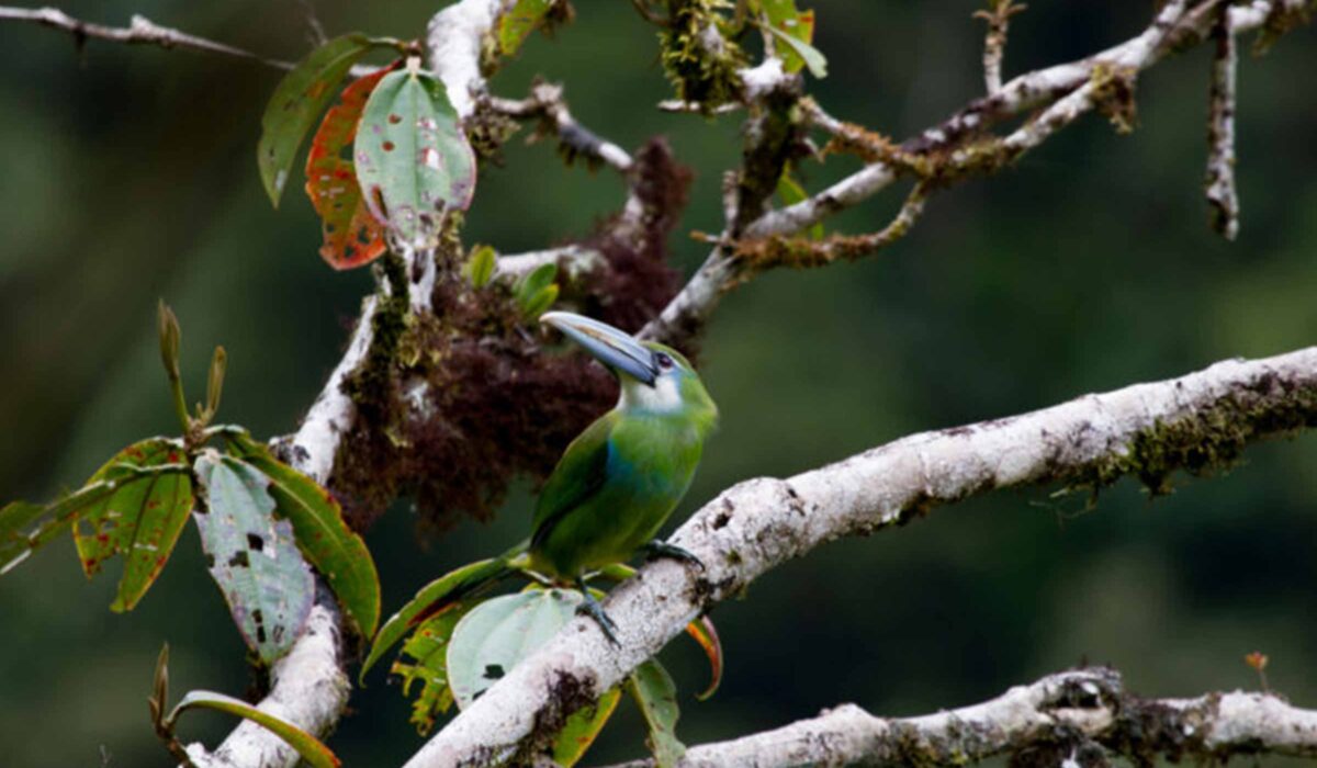 Tour a la Selva del Manu  4 Días/ 3 Noches