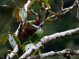 Tour a la Selva del Manu  4 Días/ 3 Noches