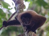 Tour a la Selva del Manu  4 Días/ 3 Noches