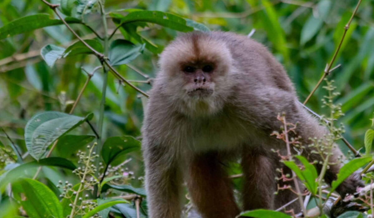 Expedicion a la selva del Manu 5 Días / 4 Noches