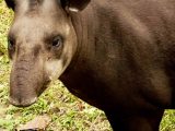 Expedicion a la Selva del Manu 3 Días / 2 Noches
