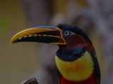 Expedicion a la Selva del Manu 3 Días / 2 Noches
