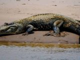 Zona Reservada del Manu – 8 Días / 7 Noches