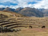 Llama Trekking Maras Moray 1 Day