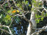 Puerto Maldonado-Tambopata 3 Días / 2 Noches