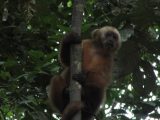 Puerto Maldonado-Tambopata 4 Días / 3 Noches