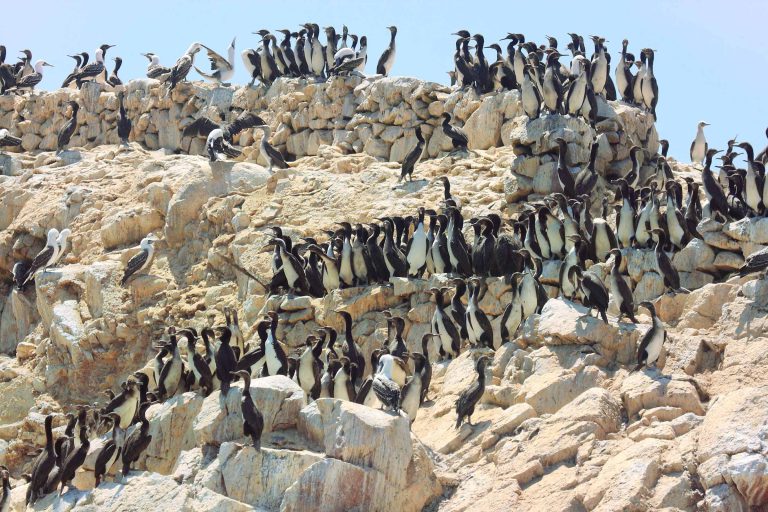 La Mina + Chincha + Islas Ballestas 1 Día