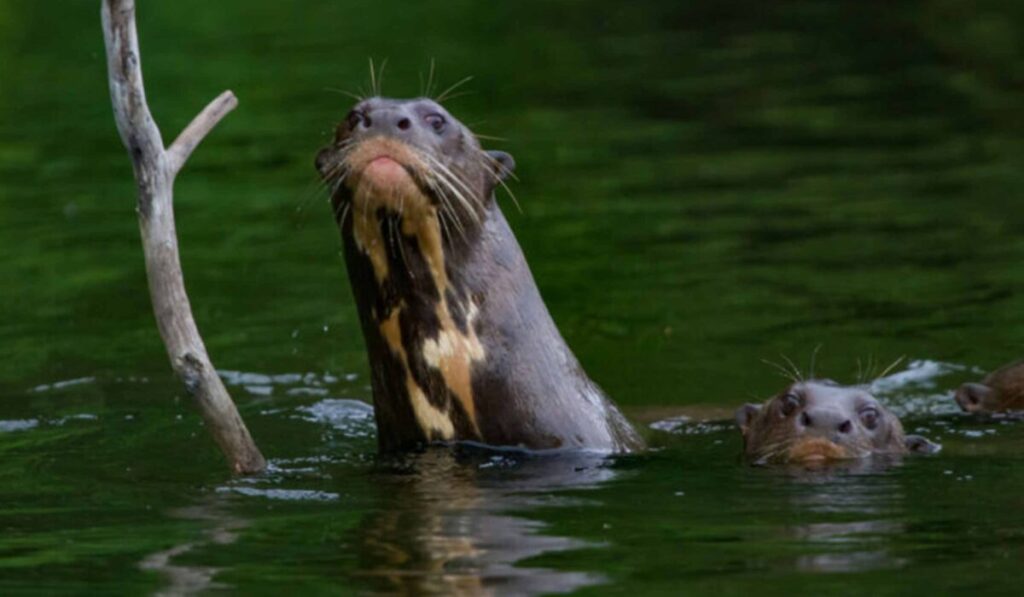 Manu Jungle Expeditions 4 Days / 3 Nights