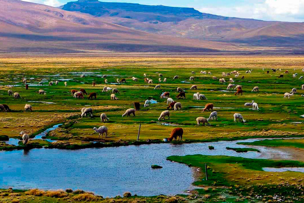 Salinas y Aguada Blanca National Reserve: A Guide to Visiting from Arequipa 2 Alpacas grazing in a high Andean wetland with a small stream and hills behind