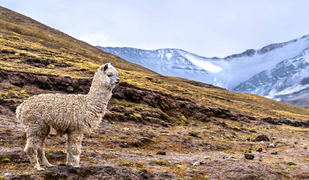 Ausangate Trek And Sibinacocha 6 Days / 5 Nights – 1