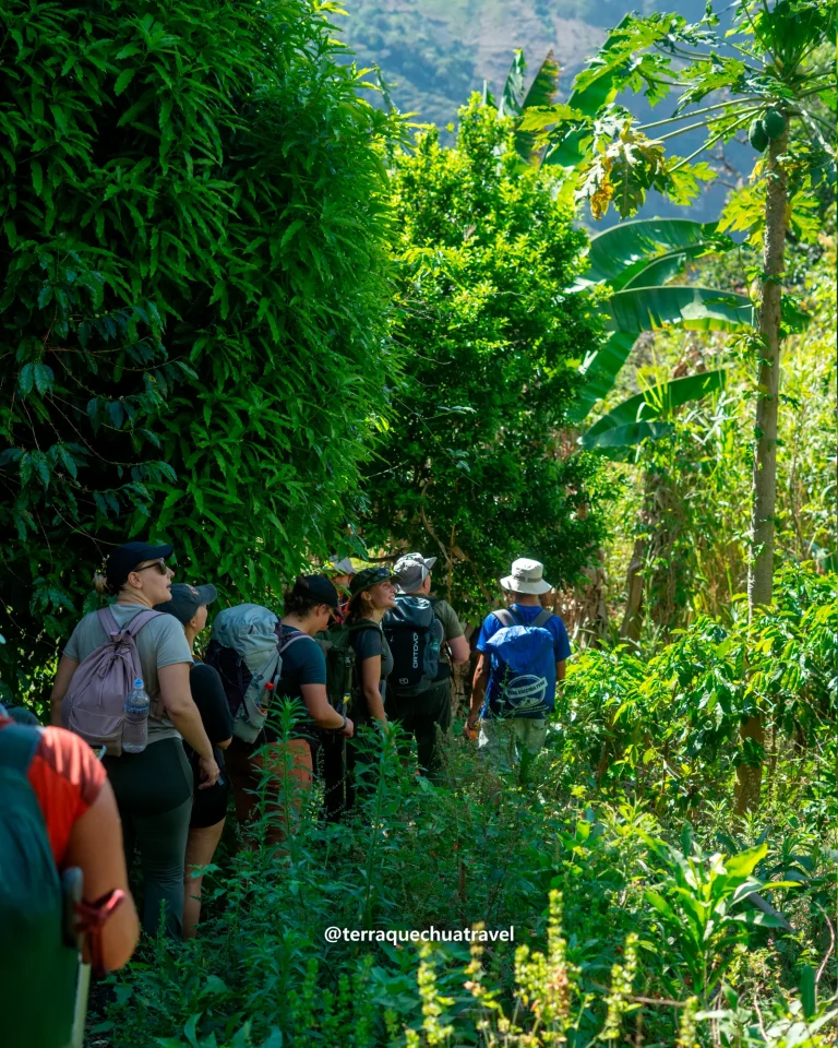 Group of hikers on a trail among banana plants on the Inca Jungle trek