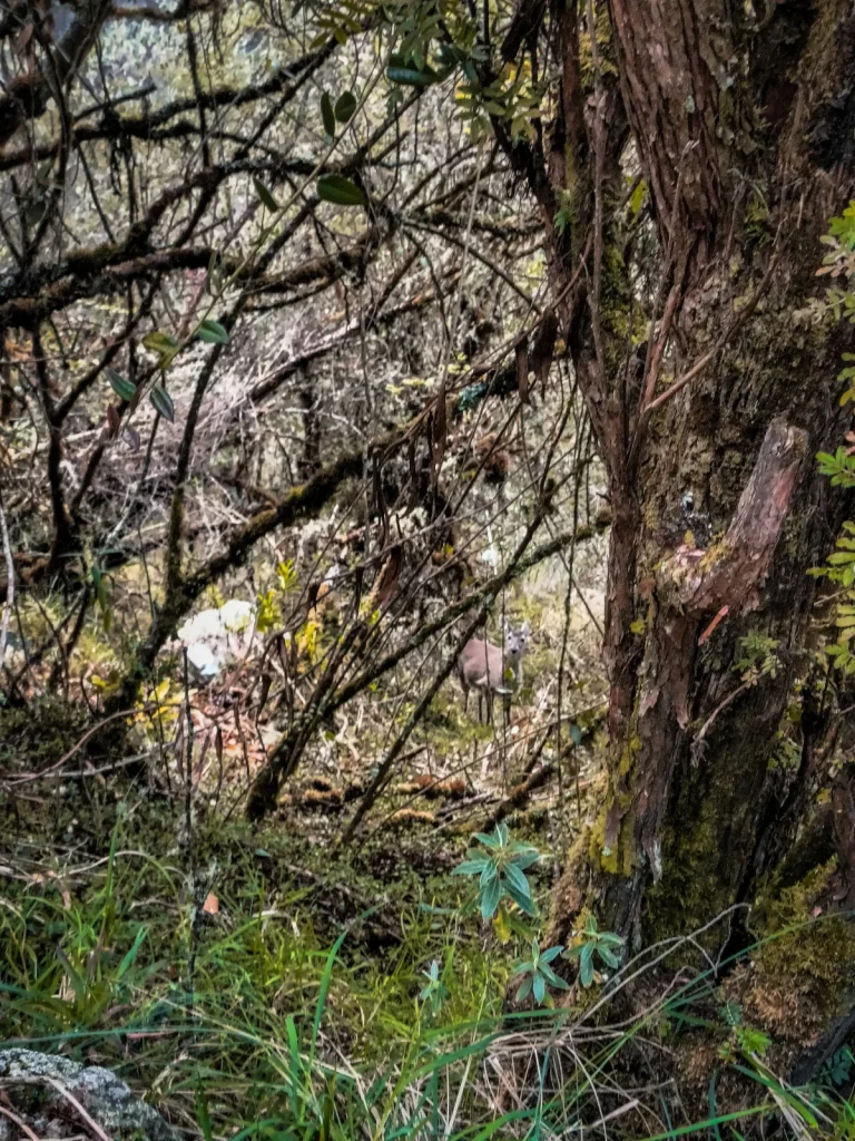 The Inca Trail in the Rainy Season (and Why It Closes in February): Month by Month 2 Moss-covered trees in the cloud forest along the Inca Trail
