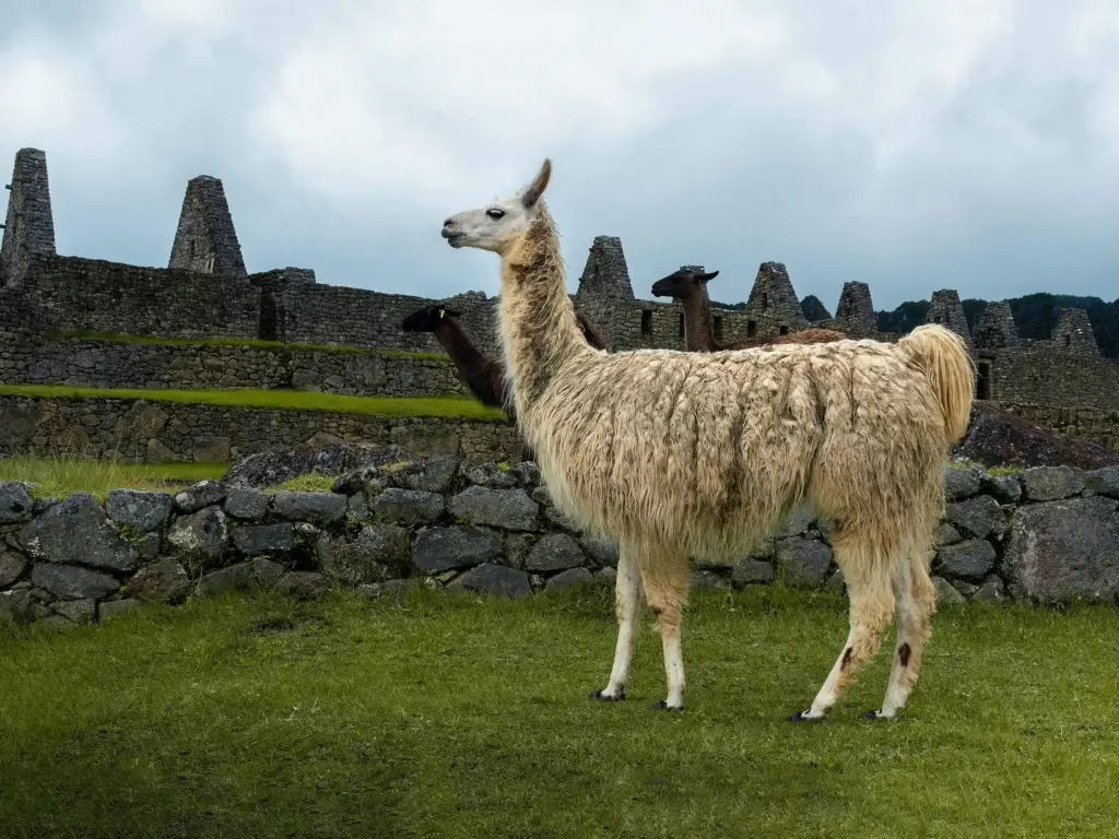 Challenge Salkantay To Machu Picchu 3 Days / 2 Nights – 4