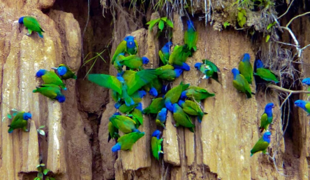 Manu Reserved Zone Tour 7 Days / 6 Nights