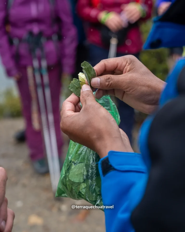 Hands holding coca leaves for an Andean offering on the Salkantay trek